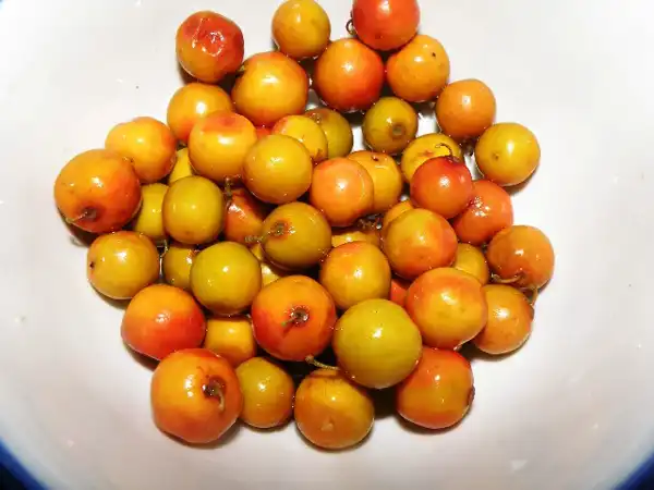 عوارض کنار خیراندیش در طب سنتی برای مردان و زنان