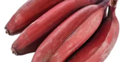 عوارض موز قرمز خیراندیش در طب سنتی برای مردان و زنان