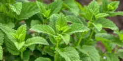 عوارض نعناع فلفلی خیراندیش در طب سنتی برای مردان و زنان