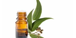عوارض اکالیپتوس خیراندیش در طب سنتی برای مردان و زنان