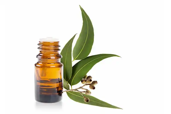 عوارض اکالیپتوس خیراندیش در طب سنتی برای مردان و زنان