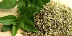عوارض ارگانو خیراندیش در طب سنتی برای مردان و زنان