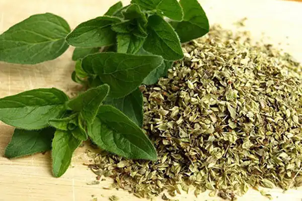عوارض ارگانو خیراندیش در طب سنتی برای مردان و زنان