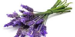 عوارض اسطوخودوس خیراندیش در طب سنتی برای مردان و زنان