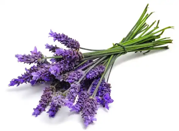 عوارض اسطوخودوس خیراندیش در طب سنتی برای مردان و زنان