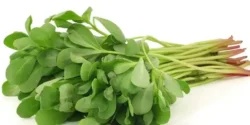 عوارض پرپین خیراندیش در طب سنتی برای مردان و زنان