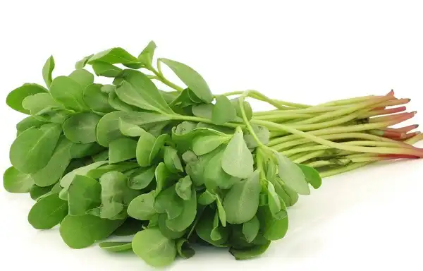 عوارض پرپین خیراندیش در طب سنتی برای مردان و زنان