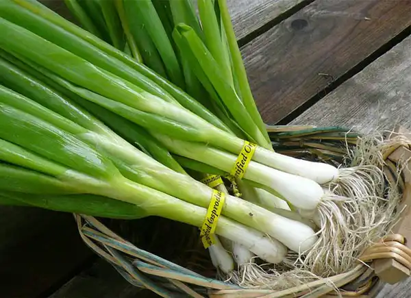 عوارض پیاز کوهی خیراندیش در طب سنتی برای مردان و زنان