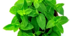 عوارض پونه خیراندیش در طب سنتی برای مردان و زنان