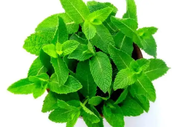 عوارض پونه خیراندیش در طب سنتی برای مردان و زنان