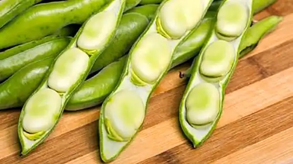 عوارض پوست باقلا خیراندیش در طب سنتی برای مردان و زنان