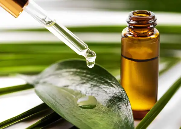عوارض روغن درخت چای خیراندیش در طب سنتی برای مردان و زنان