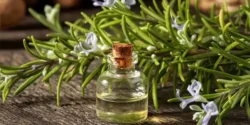عوارض روغن رزماری خیراندیش در طب سنتی برای مردان و زنان