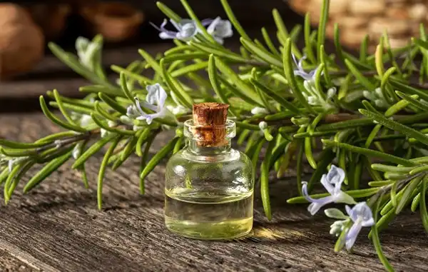 عوارض روغن رزماری خیراندیش در طب سنتی برای مردان و زنان