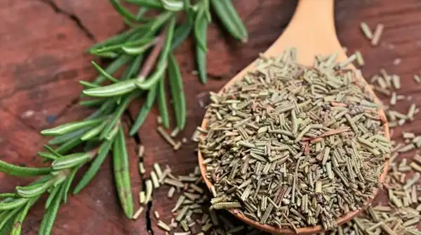عوارض رزماری خیراندیش در طب سنتی برای مردان و زنان