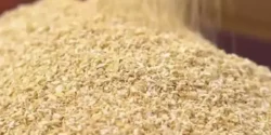 عوارض سبوس جو خیراندیش در طب سنتی برای مردان و زنان