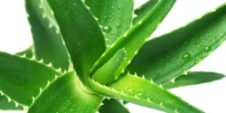 عوارض صبر زرد خیراندیش در طب سنتی برای مردان و زنان