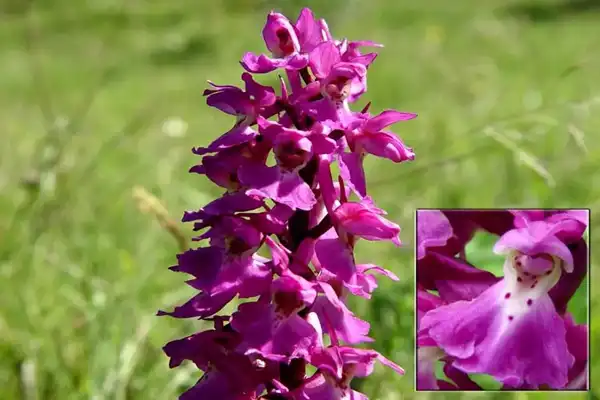 عوارض ثعلب خیراندیش در طب سنتی برای مردان و زنان
