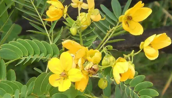 عوارض سنا خیراندیش در طب سنتی برای مردان و زنان