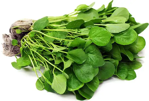 عوارض شاهی خیراندیش در طب سنتی برای مردان و زنان
