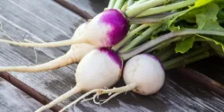 عوارض شلغم خیراندیش در طب سنتی برای مردان و زنان