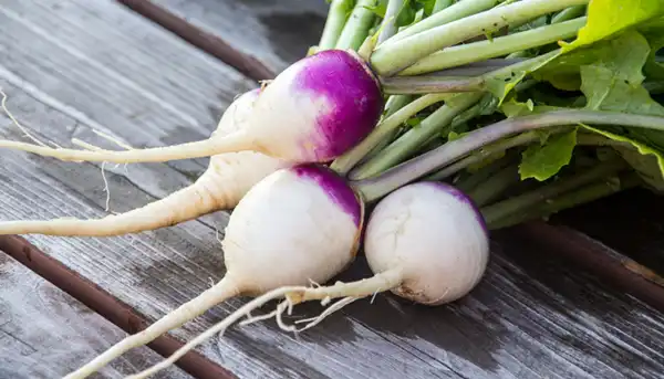 عوارض شلغم خیراندیش در طب سنتی برای مردان و زنان