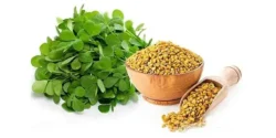 عوارض شنبلیله خیراندیش در طب سنتی برای مردان و زنان