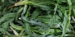 عوارض شنگ خیراندیش در طب سنتی برای مردان و زنان