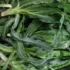 عوارض شنگ خیراندیش در طب سنتی برای مردان و زنان