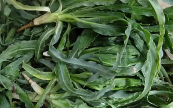 عوارض شنگ خیراندیش در طب سنتی برای مردان و زنان