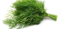 عوارض شوید خیراندیش در طب سنتی برای مردان و زنان