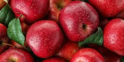 عوارض سیب خیراندیش در طب سنتی برای مردان و زنان