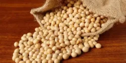 عوارض سویا آجیلی خیراندیش در طب سنتی برای مردان و زنان