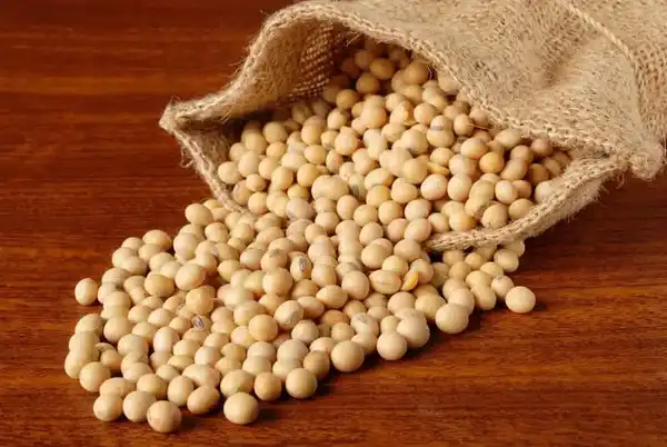 عوارض سویا آجیلی خیراندیش در طب سنتی برای مردان و زنان