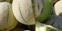 عوارض طالبی خیراندیش در طب سنتی برای مردان و زنان