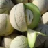 عوارض طالبی خیراندیش در طب سنتی برای مردان و زنان