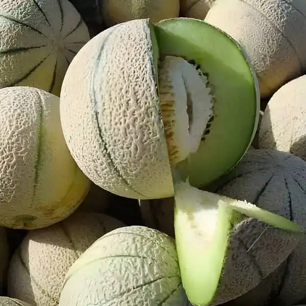عوارض طالبی خیراندیش در طب سنتی برای مردان و زنان