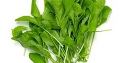 عوارض تره تیزک خیراندیش در طب سنتی برای مردان و زنان