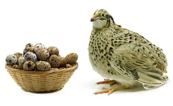 عوارض تخم بلدرچین خیراندیش در طب سنتی برای مردان و زنان