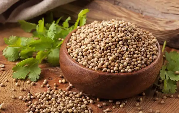 عوارض تخم گشنیز خیراندیش در طب سنتی برای مردان و زنان