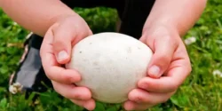 عوارض تخم غاز خیراندیش در طب سنتی برای مردان و زنان