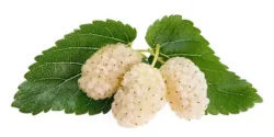 عوارض توت خیراندیش در طب سنتی برای مردان و زنان