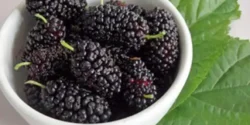 عوارض توت سیاه خیراندیش در طب سنتی برای مردان و زنان