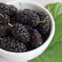 عوارض توت سیاه خیراندیش در طب سنتی برای مردان و زنان