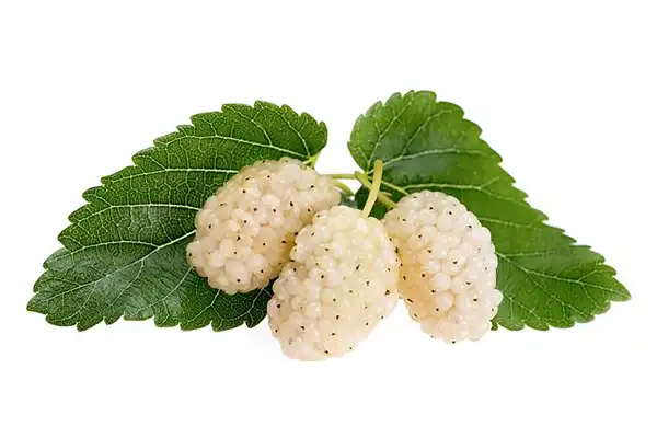 عوارض توت خیراندیش در طب سنتی برای مردان و زنان