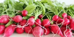 عوارض ترب خیراندیش در طب سنتی برای مردان و زنان