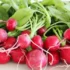 عوارض ترب خیراندیش در طب سنتی برای مردان و زنان