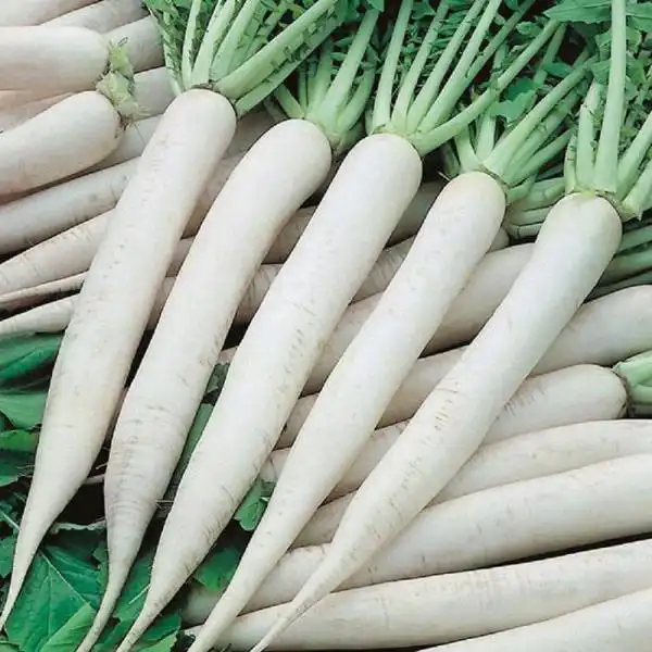 عوارض ترب سفید خیراندیش در طب سنتی برای مردان و زنان
