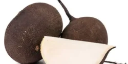 عوارض ترب سیاه خیراندیش در طب سنتی برای مردان و زنان