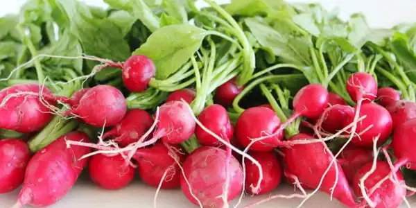 عوارض ترب خیراندیش در طب سنتی برای مردان و زنان